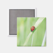 Ladybug Magnet (Vorderseite/Rückseite)