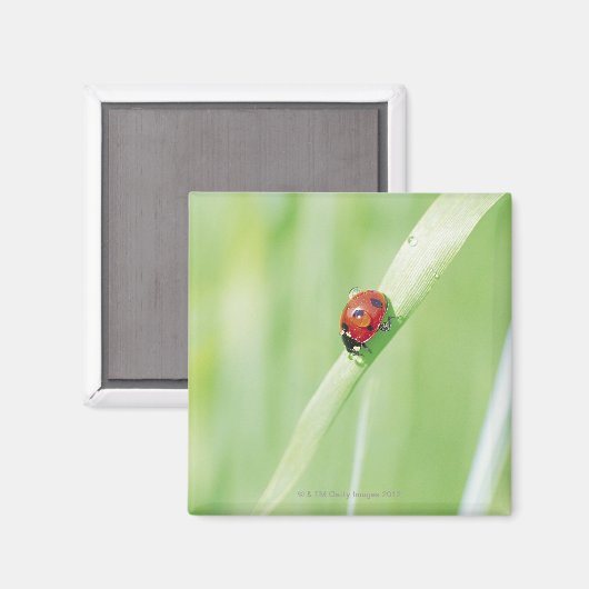 Ladybug Magnet (Vorderseite/Rückseite)