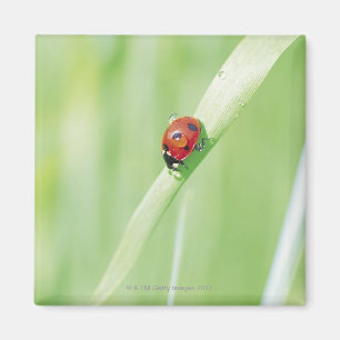 Ladybug Magnet