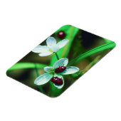 Ladybug Magnet (Linke Seite)
