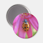 Ladybug Magnet (Vorderseite/Rückseite)