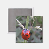 Ladybug Magnet (Vorderseite/Rückseite)