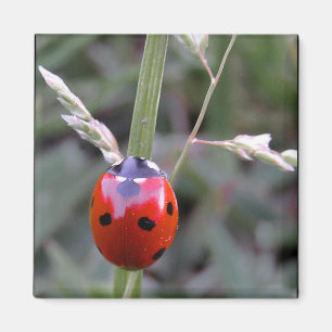 Ladybug Magnet