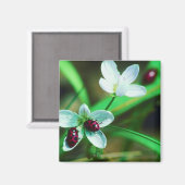 Ladybug Magnet (Vorderseite/Rückseite)