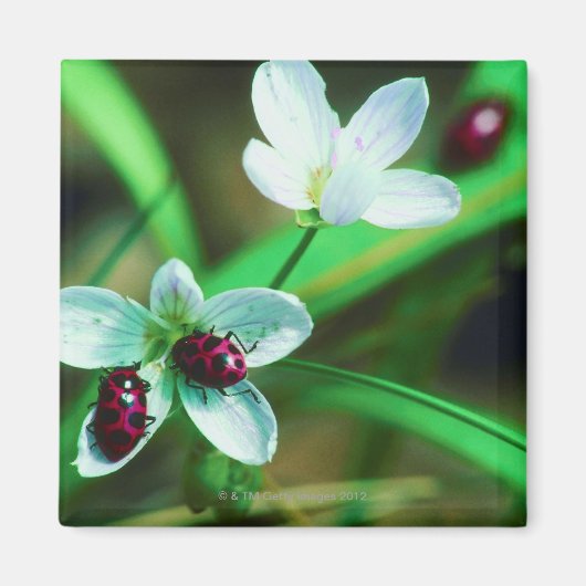 Ladybug Magnet (Vorne)