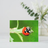 Ladybug mit grünen Blätter Postkarte (Stehend Vorderseite)