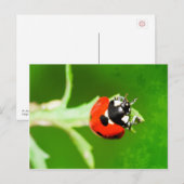 Ladybug mit grünen Blätter Postkarte (Vorne/Hinten)