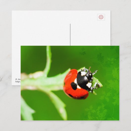 Ladybug mit grünen Blätter Postkarte (Vorne/Hinten)