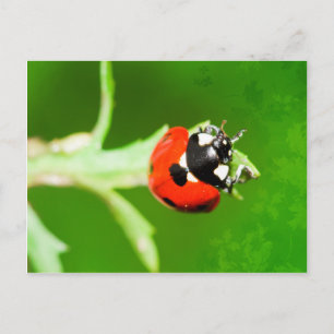 Ladybug mit grünen Blätter Postkarte