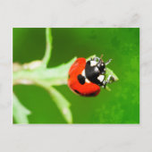 Ladybug mit grünen Blätter Postkarte (Vorderseite)