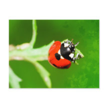 Ladybug mit grünen Blätter