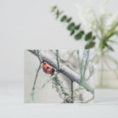 Ladybug mit Tröpfchen auf einem Zweig Postkarte (Stehend Vorderseite)
