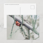 Ladybug mit Tröpfchen auf einem Zweig Postkarte (Vorne/Hinten)