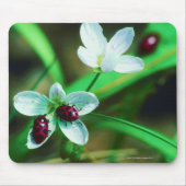 Ladybug Mousepad (Vorne)
