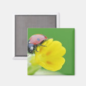 Ladybug-nahe Magnet (Vorderseite/Rückseite)