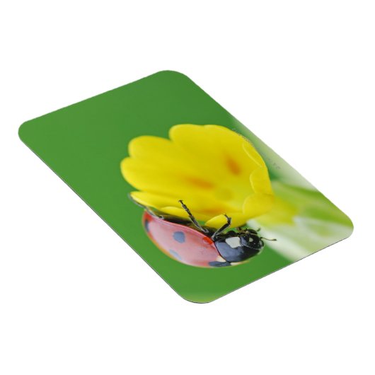 Ladybug-nahe Magnet (Rechte Seite)