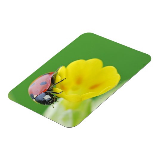 Ladybug-nahe Magnet (Linke Seite)
