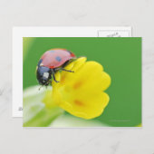Ladybug-nahe Postkarte (Vorne/Hinten)