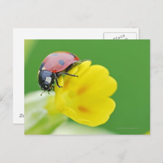 Ladybug-nahe Postkarte (Vorne/Hinten)