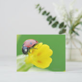 Ladybug-nahe Postkarte (Stehend Vorderseite)