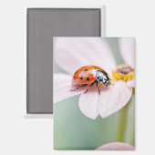 Ladybug Nature Colorful Wildlife Magnet (Vorderseite/Rückseite)