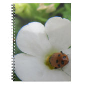 Ladybug Notizblock (Vorderseite)
