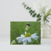Ladybug on Daisy Blume DIY Postcard Postkarte (Stehend Vorderseite)