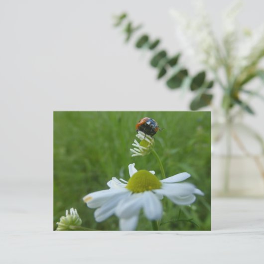 Ladybug on Daisy Blume DIY Postcard Postkarte (Stehend Vorderseite)