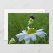 Ladybug on Daisy Blume DIY Postcard Postkarte (Vorne/Hinten)