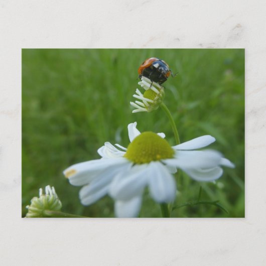 Ladybug on Daisy Blume DIY Postcard Postkarte (Vorderseite)