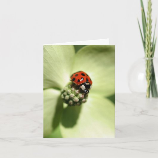 Ladybug On Dogwood Flower Photography  (Vorderseite)