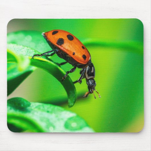 Ladybug on Leaf – Macro Nature Photo Art Print Mousepad (Vorne)