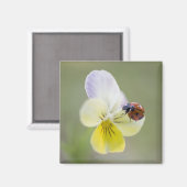 Ladybug on pansy, Biei, Hokkaido, Japan Magnet (Vorderseite/Rückseite)