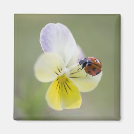 Ladybug on pansy, Biei, Hokkaido, Japan Magnet (Vorne)