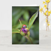 Ladybug on Peony, Karte (Gelbe Blume)