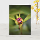 Ladybug on Peony, Karte (Gelbe Blume)