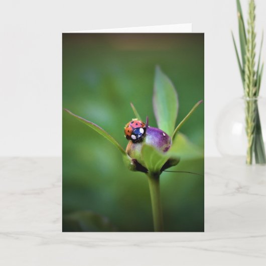 Ladybug on Peony, Karte (Vorderseite)