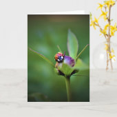 Ladybug on Peony, Karte (Gelbe Blume)