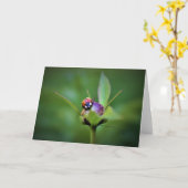 Ladybug on Peony, Karte (Gelbe Blume)