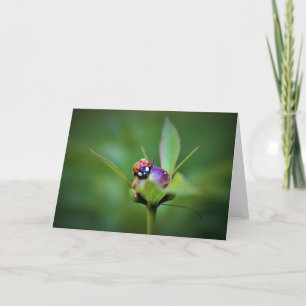 Ladybug on Peony, Karte