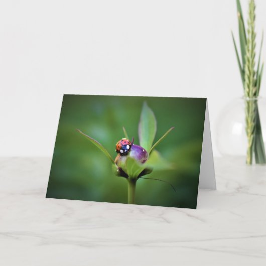Ladybug on Peony, Karte (Vorderseite)