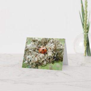 Ladybug on Queen Anne's Lace Note Card Feiertagskarte