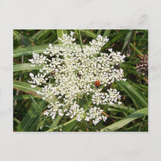 Ladybug on Yarrow Postkarte