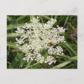 Ladybug on Yarrow Postkarte (Vorderseite)