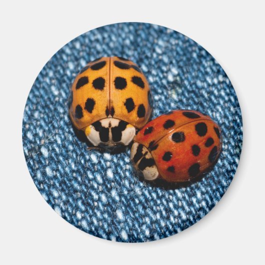 Ladybug Pair Magnet (Vorne)