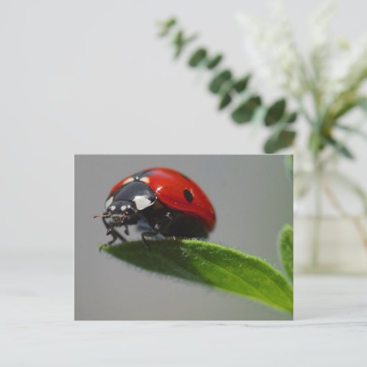 Ladybug Postcard Postkarte (Stehend Vorderseite)