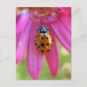 Ladybug Postcard Postkarte