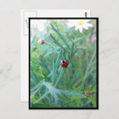 Ladybug Postcard Postkarte (Vorne/Hinten)