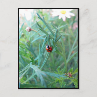 Ladybug Postcard Postkarte