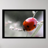 Ladybug Poster (Vorne)